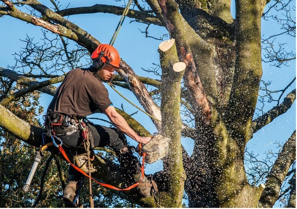 Baumpflege Baumschnitt Wuppertal