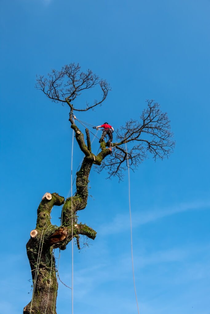 Baumpflege Wuppertal