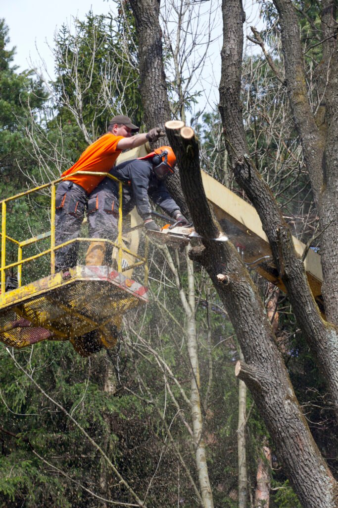 Baumpflege Baumkontrolle Wuppertal